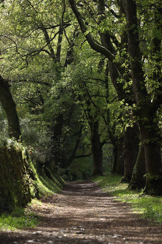 Camino de Santiago, Camino de Santiago francés, camino de santiago con naty, el camino con naty, el camino de santiago, el camino de santiago francés, El camino de santiago guiado, el camino de santiago en grupo, el camino de santiago solo, el camino de santiago agencias, agencias del camino de santiago