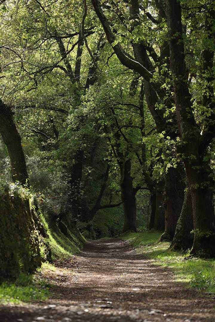 Mujeres caminando juntas en el Camino de Santiago