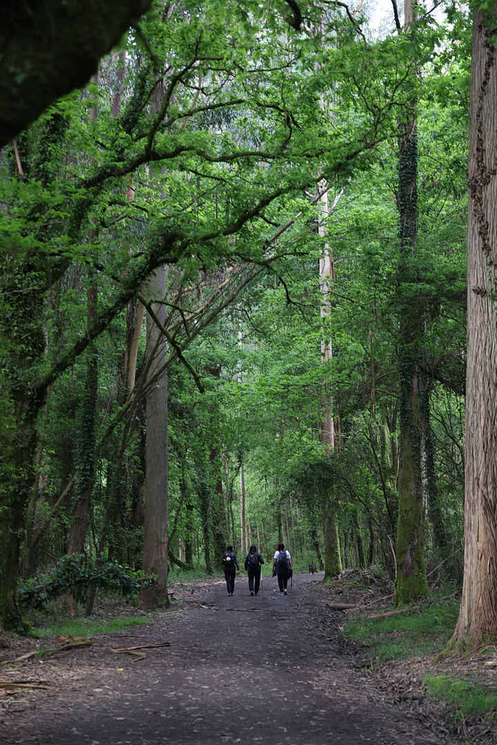 Camino de Santiago, Camino de Santiago francés, camino de santiago con naty, el camino con naty, el camino de santiago, el camino de santiago francés, El camino de santiago guiado, el camino de santiago en grupo, el camino de santiago solo, el camino de santiago agencias, agencias del camino de santiago
