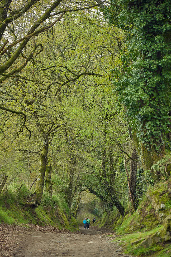 Peregrina al fondo de un corredor de árboles en Galicia