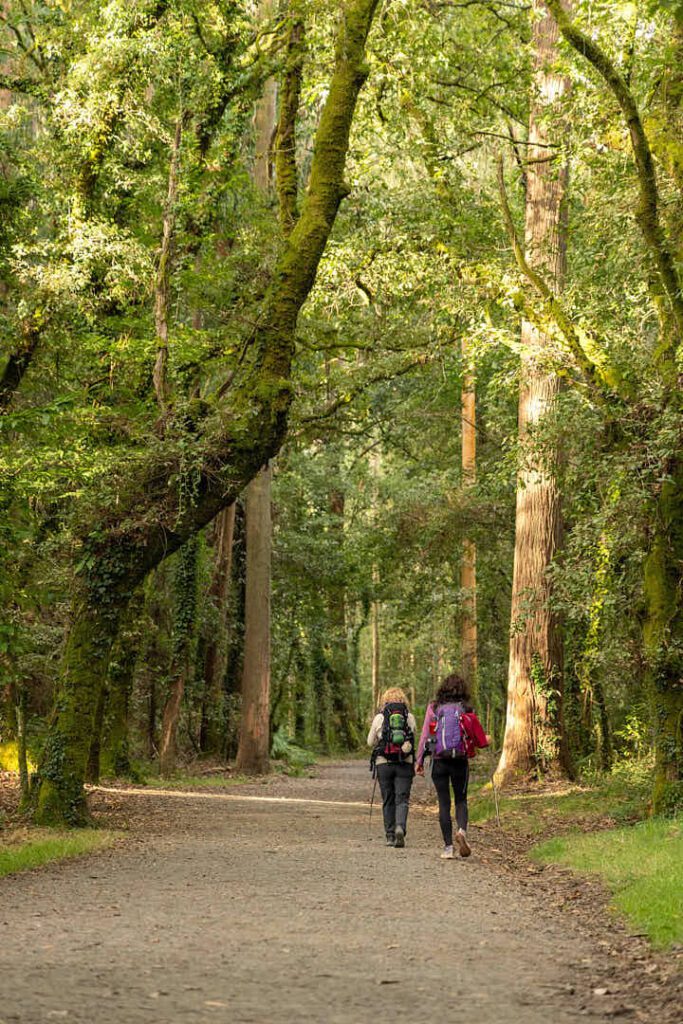 Camino de Santiago, Camino de Santiago francés, camino de santiago con naty, el camino con naty, el camino de santiago, el camino de santiago francés, El camino de santiago guiado, el camino de santiago en grupo, el camino de santiago solo, el camino de santiago agencias, agencias del camino de santiago